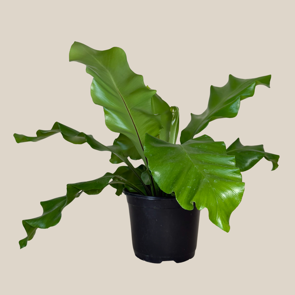 Nidus Bird's Nest Fern (Asplenium Nidus) - 6 Inch Indoor Houseplant -Ship Only