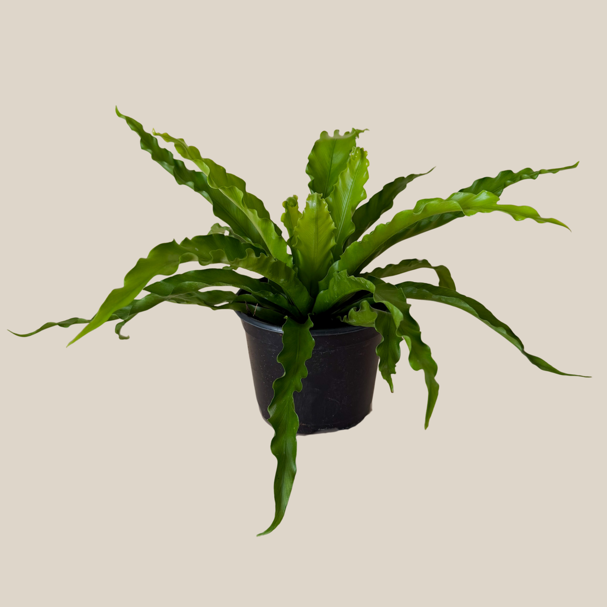 Victoria Bird's Nest Fern (Asplenium Antiquum 'Victoria') - 6 Inch Indoor Houseplant -Ship Only