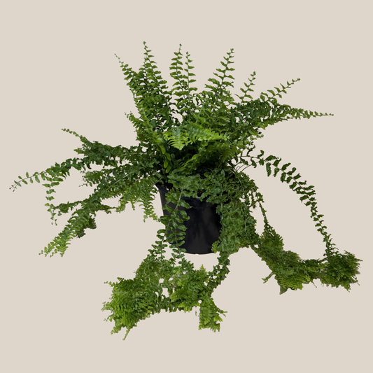 Petticoat Boston Fern (Nephrolepis Exaltata 'Petticoat') - 6 Inch Indoor Houseplant -Ship Only