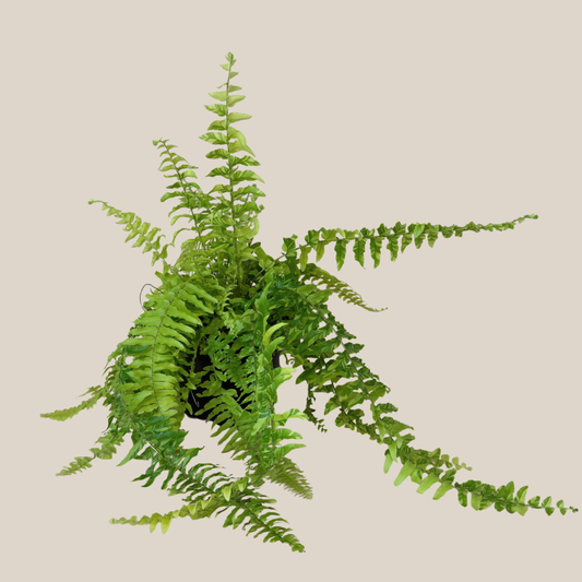 Tiger Stripe Boston Fern (Nephrolepis Exaltata 'Tiger Fern') - 6 Inch Indoor Houseplant -Ship Only