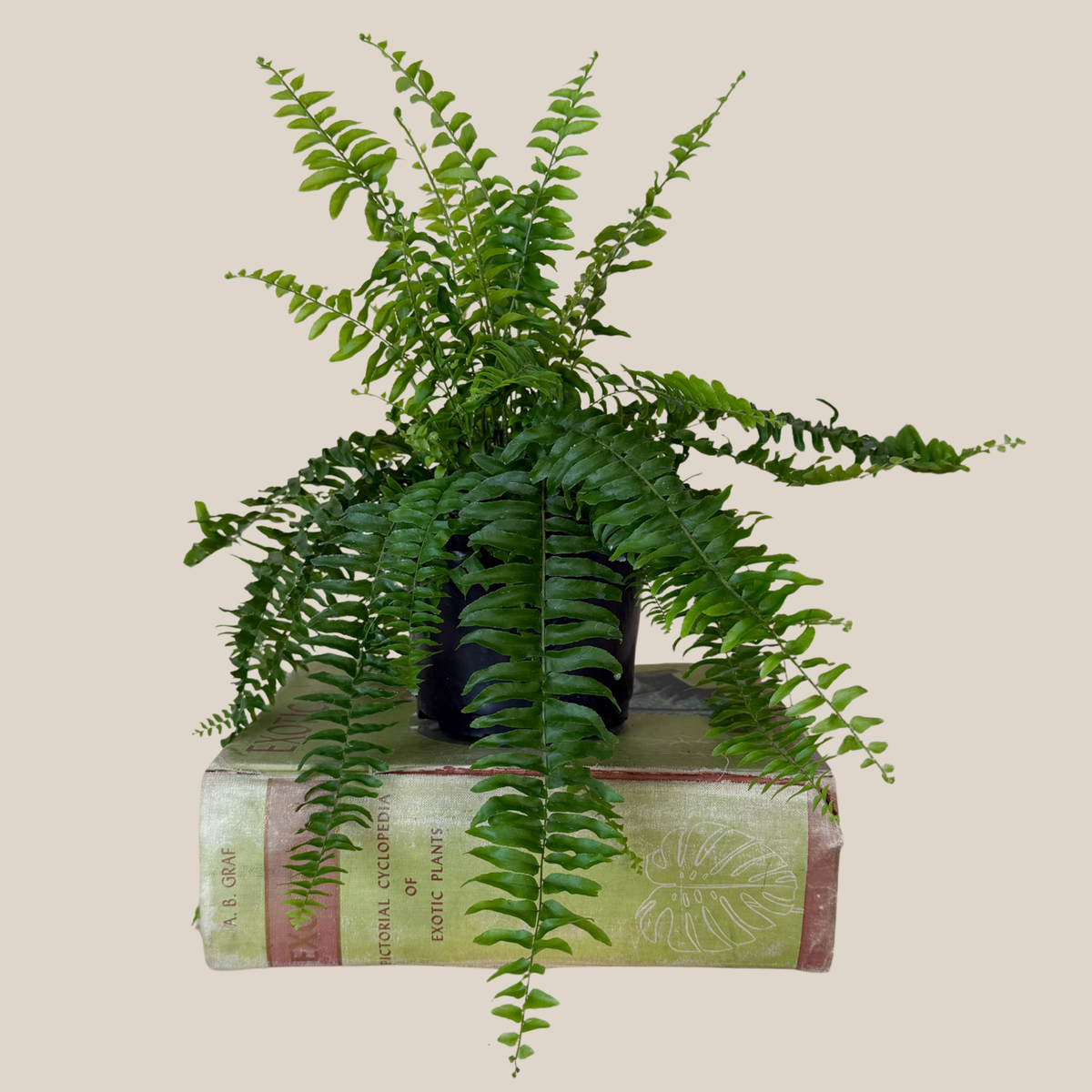 True Boston Fern (Nephrolepis Exaltata) - 6 Inch Indoor Houseplant -Ship Only