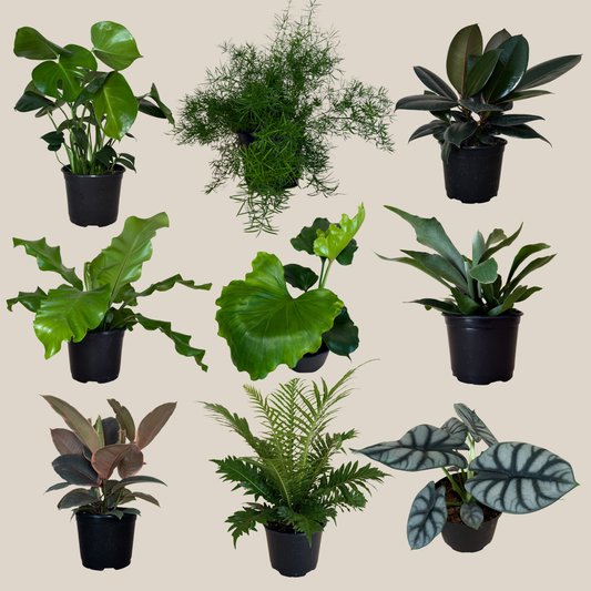 Fern & Foliage Mystery Houseplant 4 Pack - 6 Inch Indoor Houseplants -Ship Only