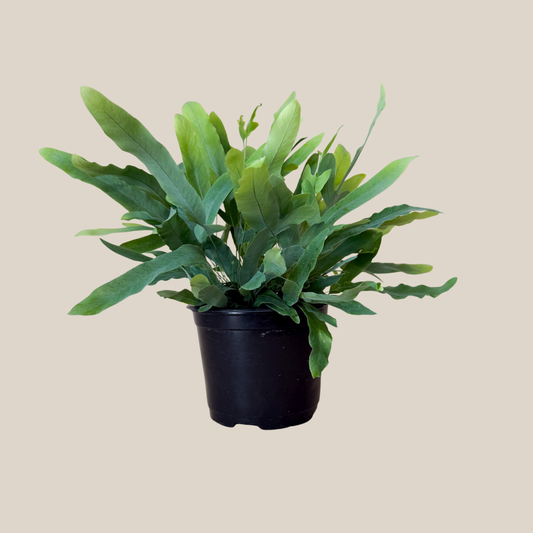 Blue Star Footed Fern (Phlebodium Aureum 'Blue Star) - 6 Inch Indoor Houseplant -Ship Only