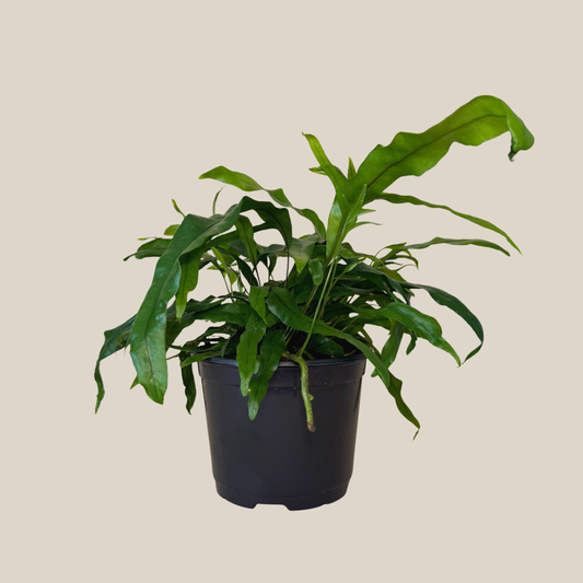 Kangaroo Paw Footed Fern (Phymatosorus Diversifolius) - 6 Inch Indoor Houseplant -Ship Only