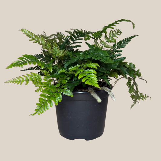 Rabbit Foot Footed Fern (Davallia Fejeensis) - 6 Inch Indoor Houseplant -Ship Only