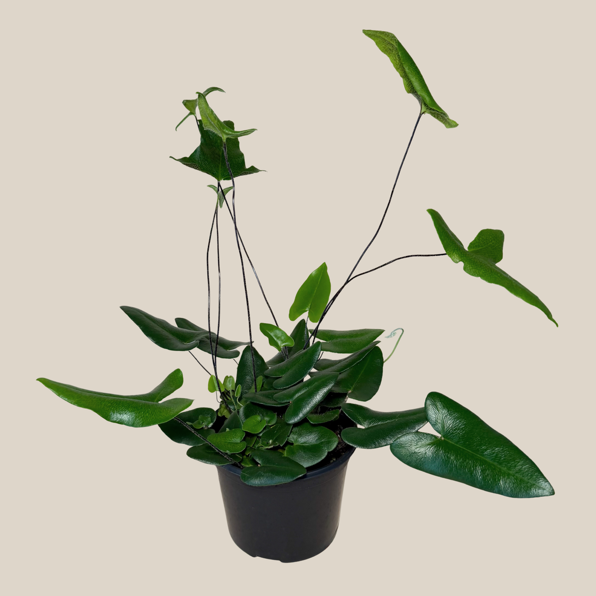 Heart Fern (Hemionitis Arifolia) - 6 Inch Indoor Houseplant -Ship Only