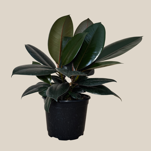 Burgundy Rubber Plant (Ficus Elastica 'Burgundy') - 6 Inch Indoor Houseplant -Ship Only