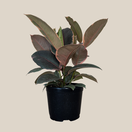 Ruby Rubber Plant (Ficus Elastica 'Ruby') - 6 Inch Indoor Houseplant -Ship Only