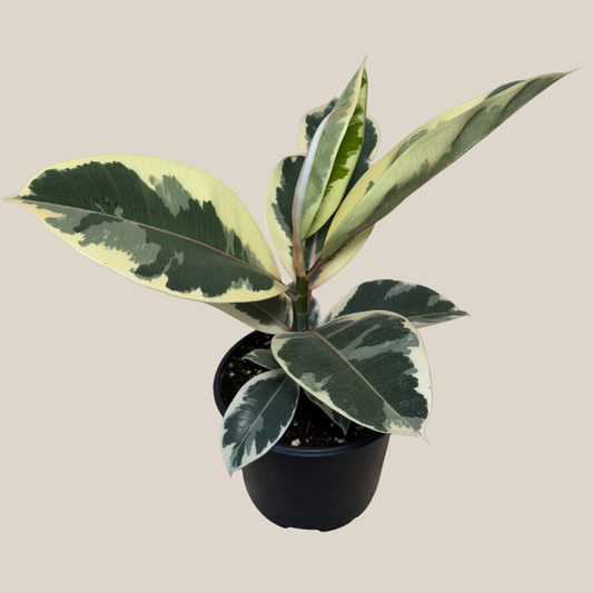 Variegated Rubber Plant (Ficus Elastica 'Tineke') - 6 Inch Indoor Houseplant -Ship Only