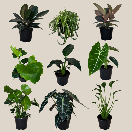 Mystery Foliage 2 Pack - 6 Inch Indoor Houseplants -Ship Only