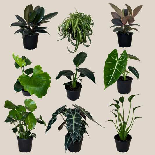 Mystery Foliage 4 Pack - 6 Inch Indoor Houseplants -Ship Only