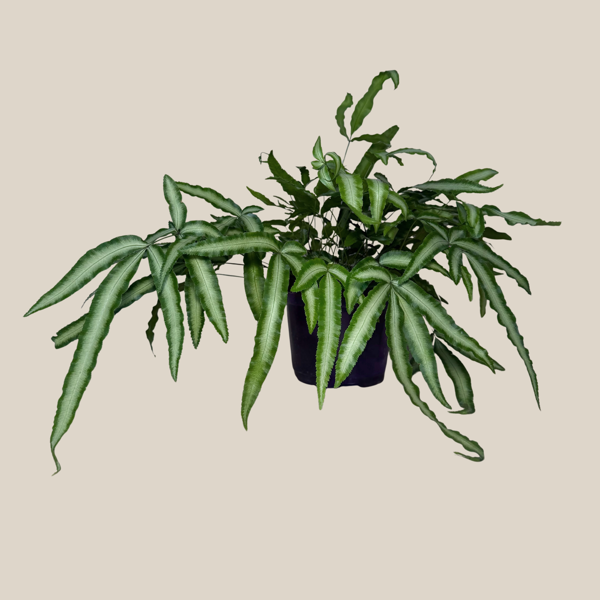 Silver Ribbon Fern (Pteris Cretica 'Albolineata') - 6 Inch Indoor Houseplant -Ship Only