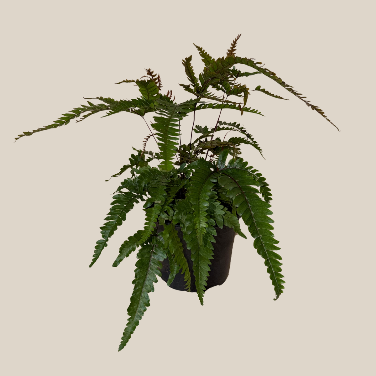 Tri-Color Fern (Pteris Quadriaurita 'Tricolor') - 6 Inch Indoor Houseplant -Ship Only