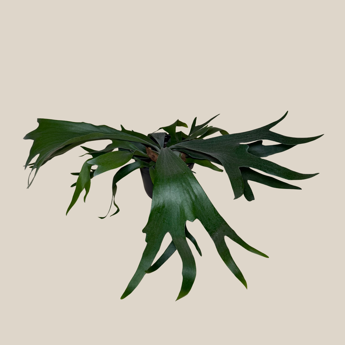 Staghorn Bifurcatum Fern (Platycerium Bifurcatum) - 6 Inch Indoor Houseplant -Ship Only