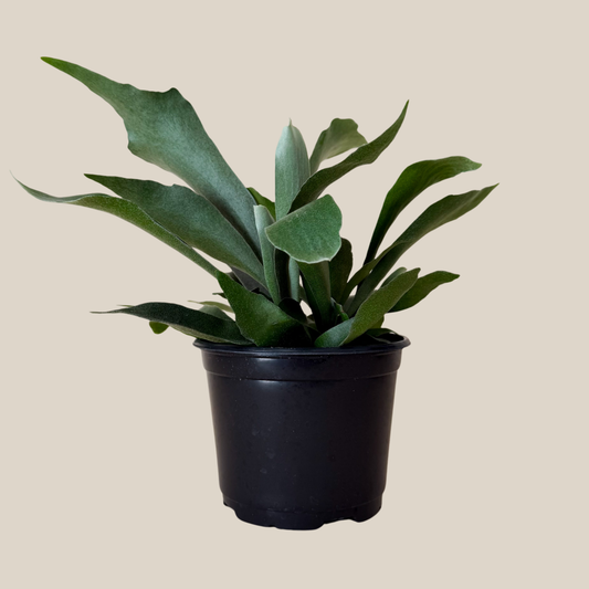 Staghorn Netherlands Fern (Platycerium Bifurcatum 'Netherlands') - 6 Inch Indoor Houseplant -Ship Only