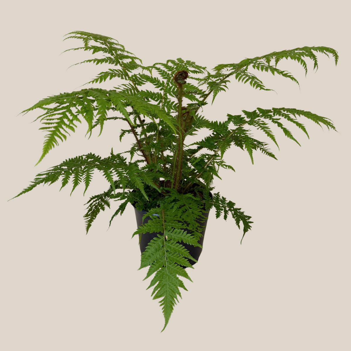 Australian Tree Fern (Cyathea Cooperi) - 6 Inch Indoor Houseplant -Ship Only