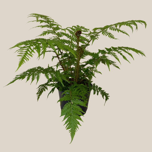 Australian Tree Fern (Cyathea Cooperi) - 6 Inch Indoor Houseplant -Ship Only