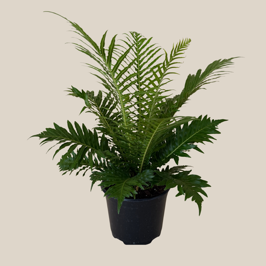 Silver Lady Tree Fern (Blechnum Gibbum 'Silver Lady') - 6 Inch Indoor Houseplant -Ship Only