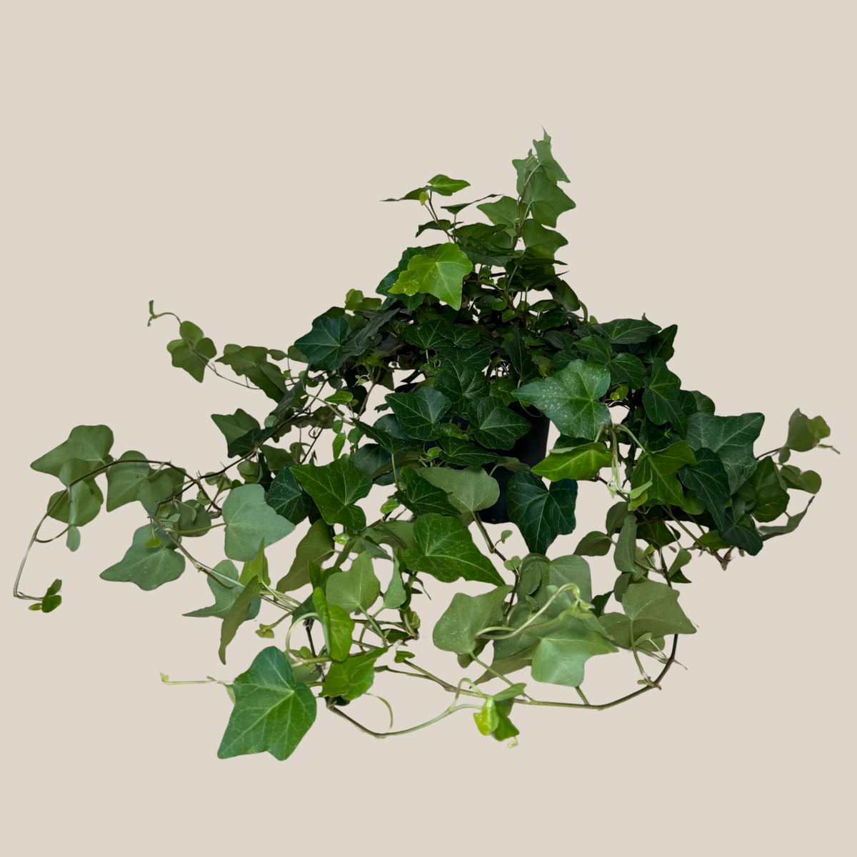 Green Ivy (Hedera Helix) - 6 Inch Indoor Houseplant -Ship Only