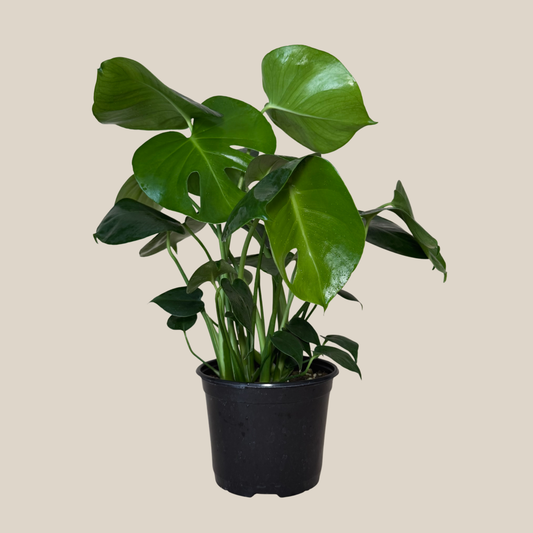 Monstera Deliciosa - 6 Inch Indoor Houseplant -Ship Only