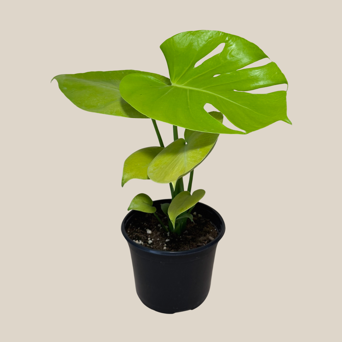 Monstera Super Golden (Monstera Deliciosa 'Aurea') - 6 Inch Indoor Houseplant -Ship Only