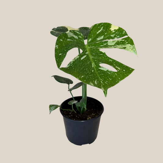 Monstera Thai Constellation (Monstera Deliciosa 'Thai Constellation') - 6 Inch Indoor Houseplant -Ship Only