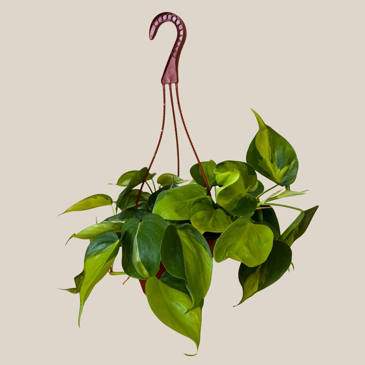 Philodendron Brasil Hanging Basket (Philodendron Hederaceum 'Brasil') - 6 Inch Indoor Houseplant -Ship Only