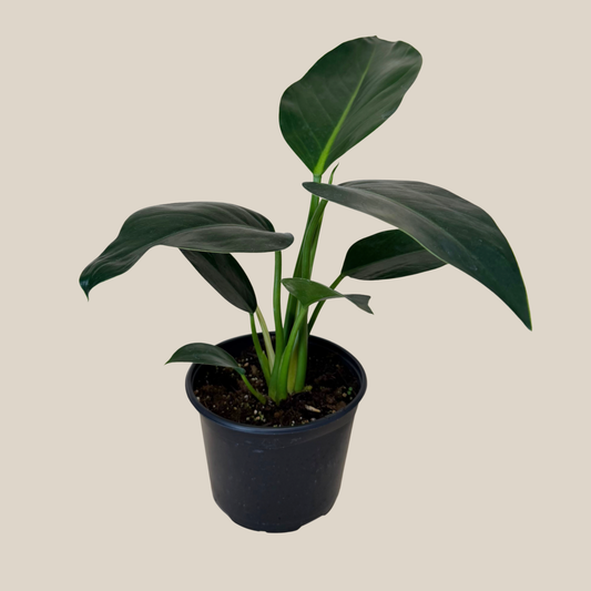 Philodendron Green Congo (Philodendron Tatei 'Congo) - 6 Inch Indoor Houseplant -Ship Only