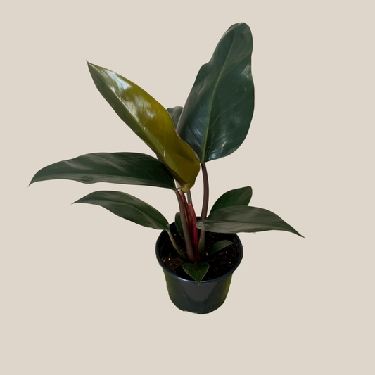 Philodendron Rojo Congo (Philodendron Tatei 'Congo Rojo) - 6 Inch Indoor Houseplant -Ship Only