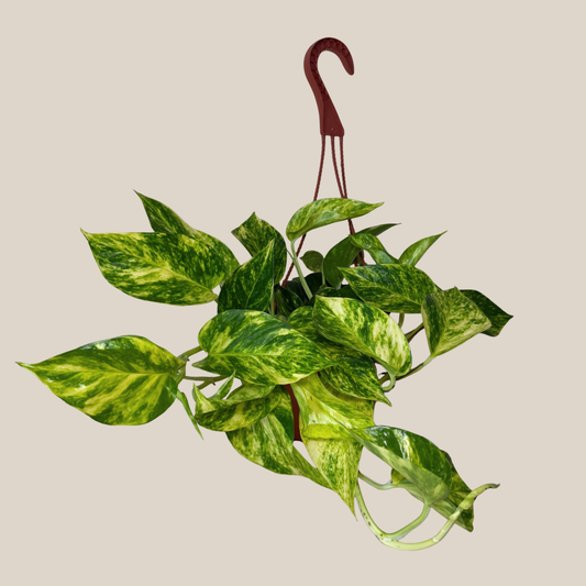 Pothos Hawaiian Hanging Basket (Epipremnum Aureum 'Hawaiian') - 6 Inch Indoor Houseplant -Ship Only