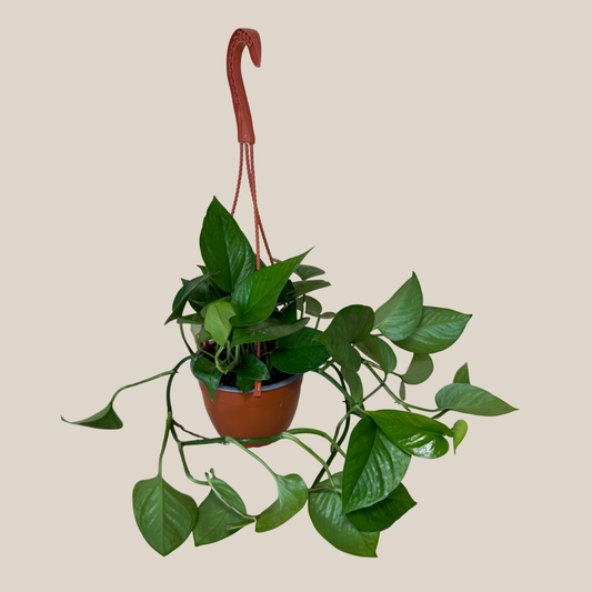 Pothos Jade Hanging Basket (Epipremnum Aureum 'Jade') - 6 Inch Indoor Houseplant -Ship Only