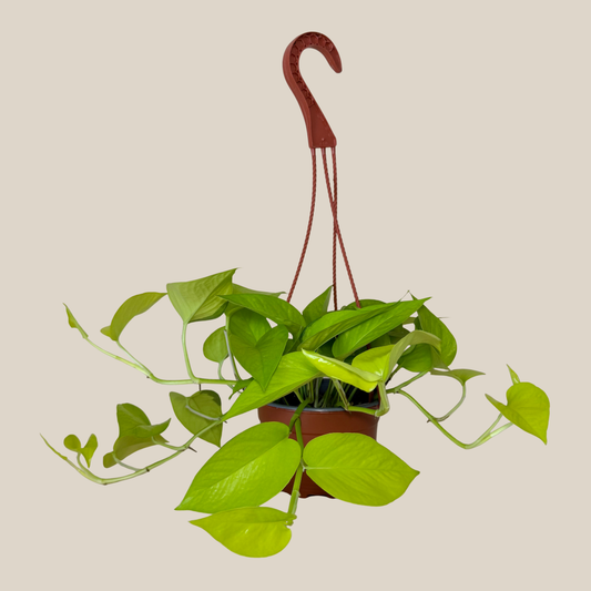 Pothos Neon Hanging Basket (Epipremnum Aureum 'Neon') - 6 Inch Indoor Houseplant -Ship Only