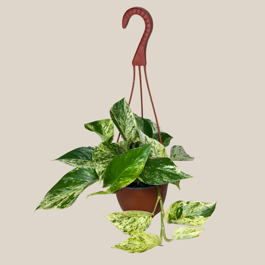 Pothos Marble Queen Hanging Basket (Epipremnum Aureum 'Marble Queen') - 6 Inch Indoor Houseplant -Ship Only