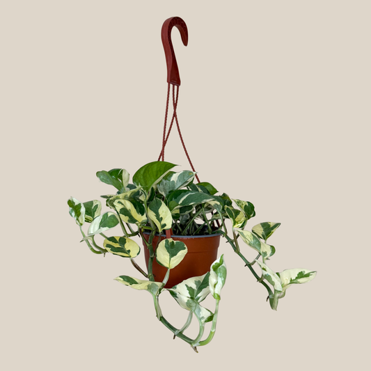 Pothos N'Joy Hanging Basket (Epipremnum Aureum 'N'Joy') - 6 Inch Indoor Houseplant -Ship Only