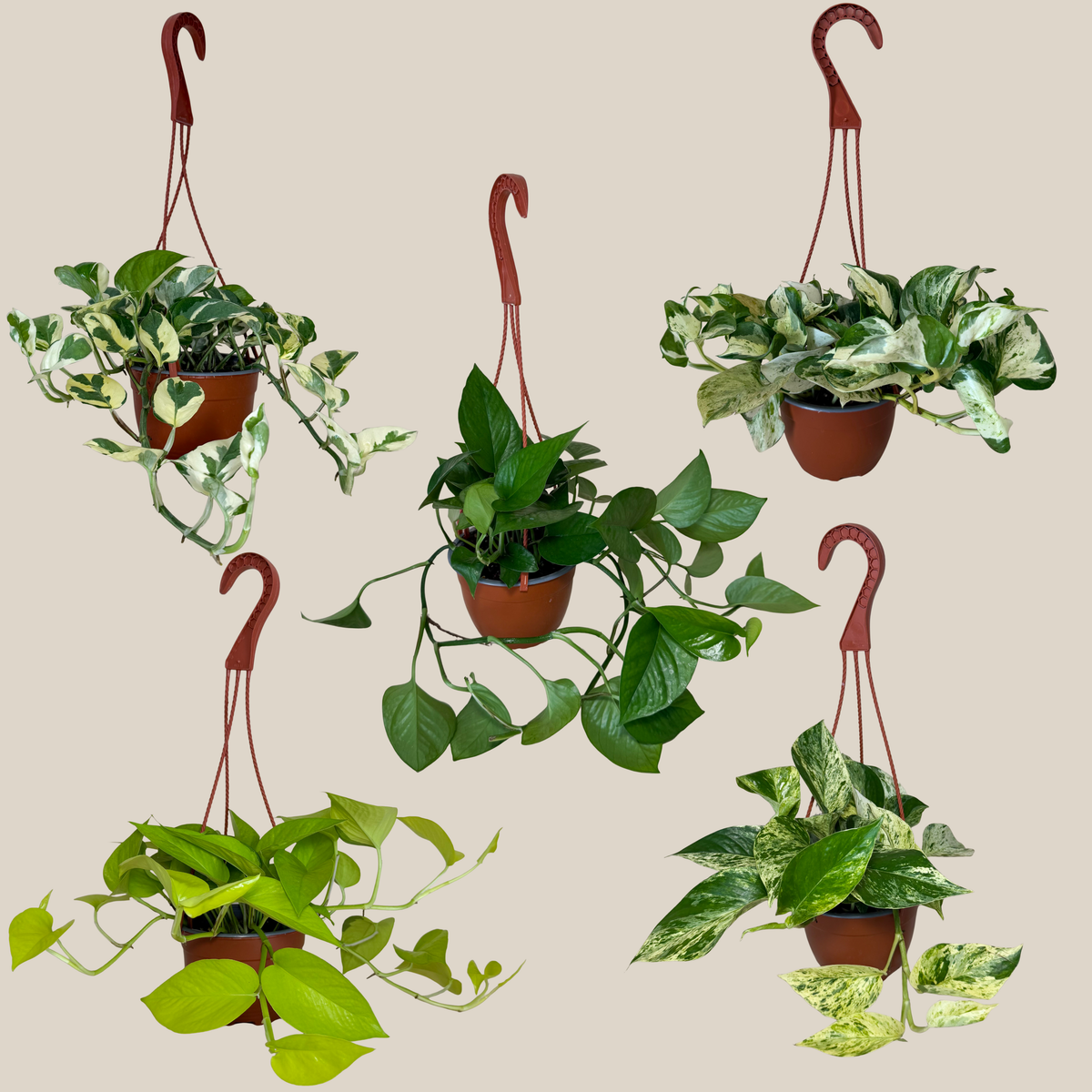 Mystery Pothos 4 Pack - 6 Inch Indoor Houseplants -Ship Only