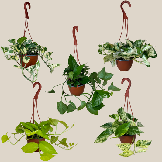 Mystery Pothos 4 Pack - 6 Inch Indoor Houseplants -Ship Only