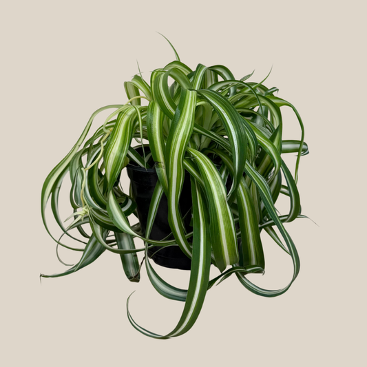 Spider Curly (Chlorophytum Comosum 'Bonnie') - 6 Inch Indoor Houseplant -Ship Only