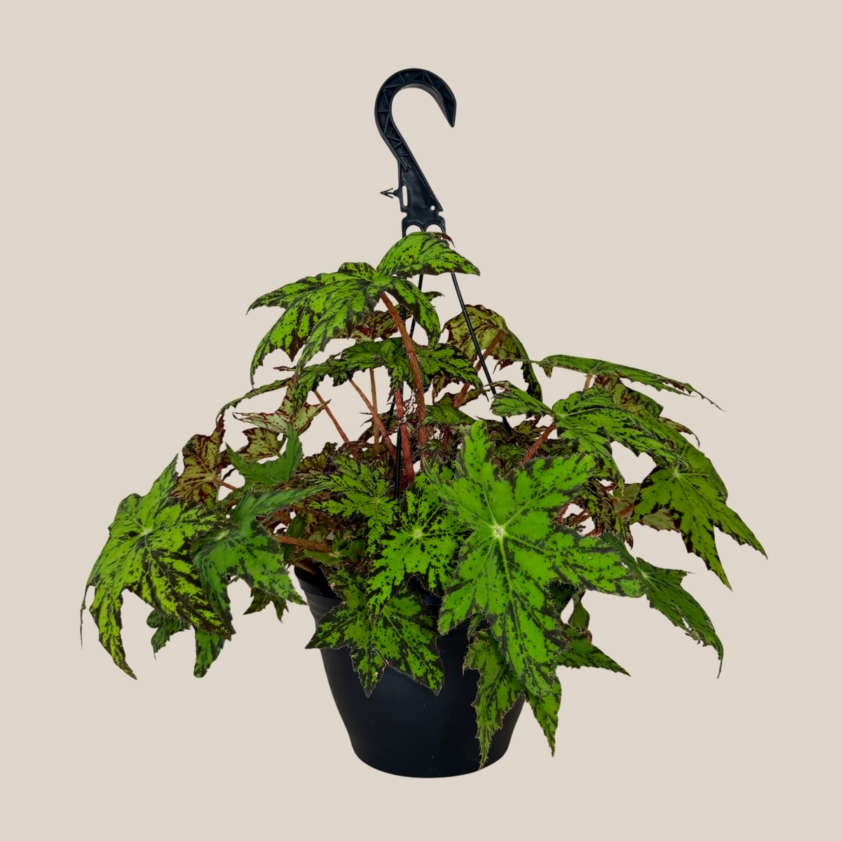 Begonia Geometry Hanging Basket (Begonia Rex-Cultorum 'Geometry') - 8 Inch Indoor Houseplant -Ship Only
