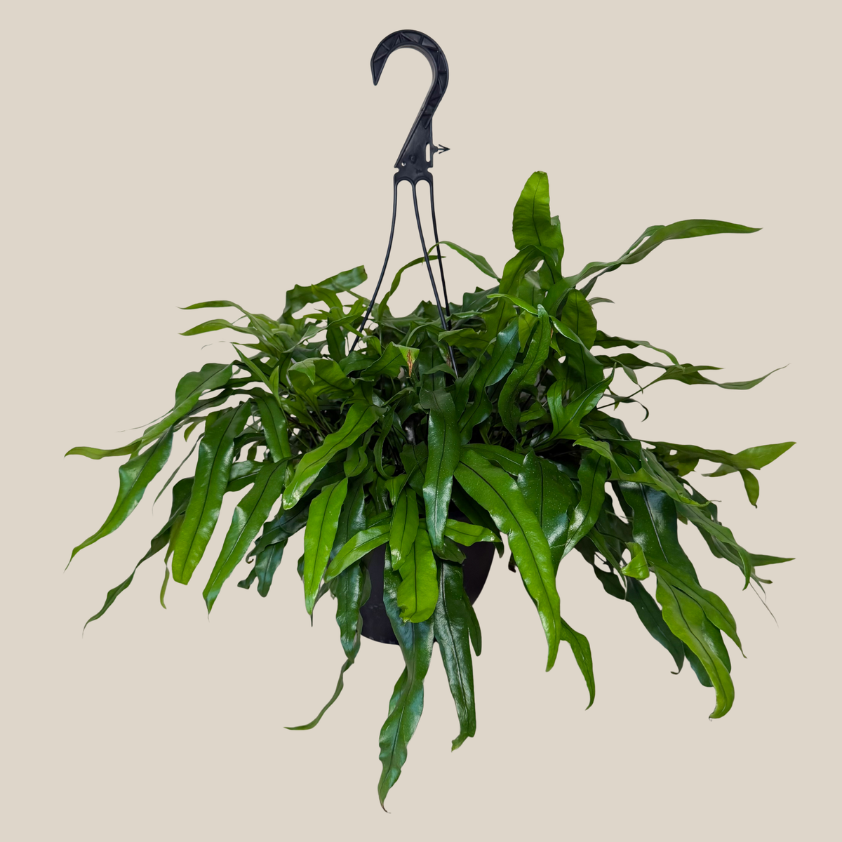 Kangaroo Paw Footed Fern Hanging Basket (Microsorum Diversifolium) - 8 Inch Indoor Houseplant -Ship Only