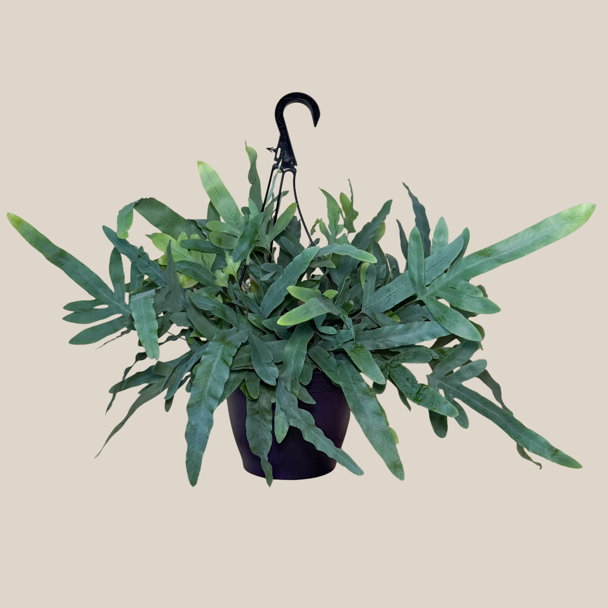 Blue Star Footed Fern Hanging Basket (Phlebodium Aureum) - 8 Inch Indoor Houseplant -Ship Only