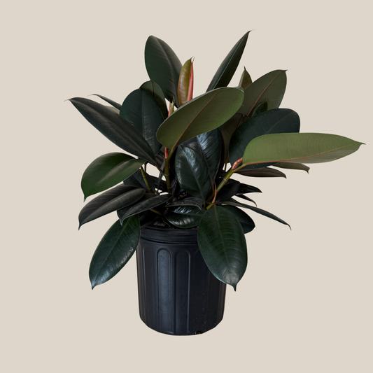 Burgundy Rubber Plant (Ficus Elastica 'Burgundy') - 8 Inch Indoor Houseplant -Ship Only