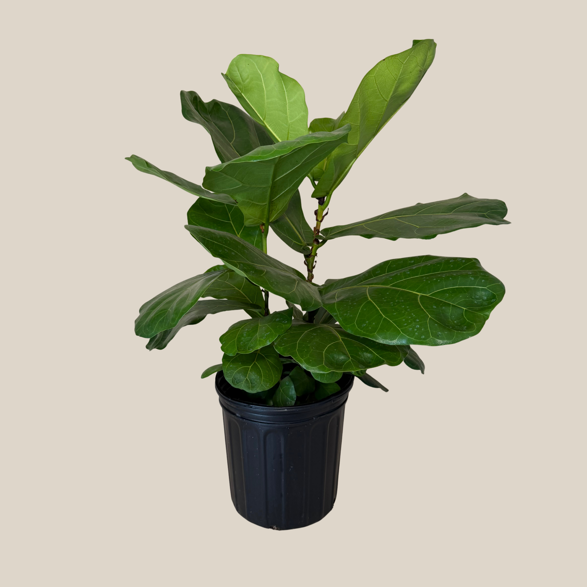 Fiddle-Leaf Fig (Ficus Lyrata) - 8 Inch Indoor Houseplant Pot -Ship Only