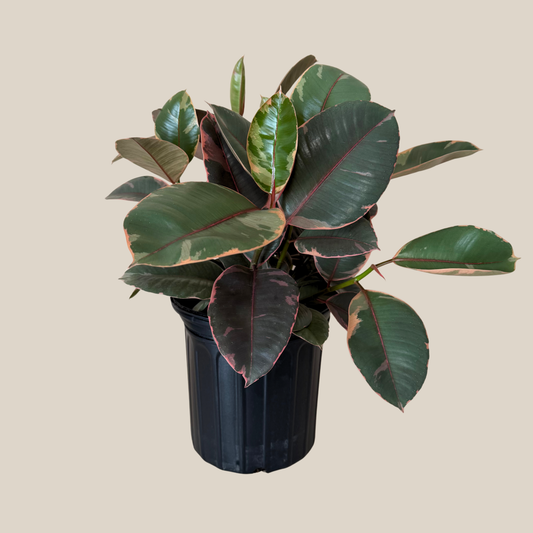 Ruby Rubber Tree (Ficus Elastica�'Ruby') - 8 Inch Indoor Houseplant -Ship Only