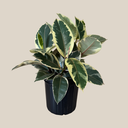 Variegated Rubber Tree (Ficus Elastica 'Tineke') - 8 Inch Indoor Houseplant -Ship Only