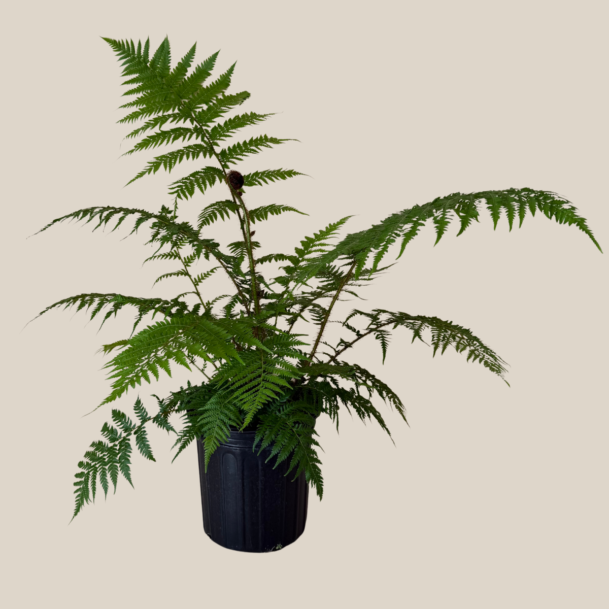 Australian Tree Fern (Cyathea Cooperi) - 8 Inch Indoor Houseplant -Ship Only