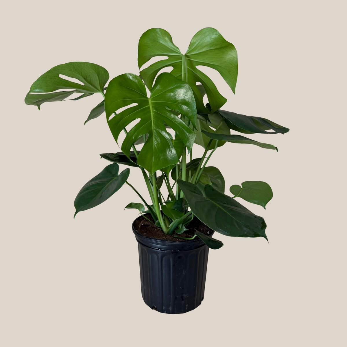 Monstera Deliciosa - 8 Inch Indoor Houseplant -Ship Only