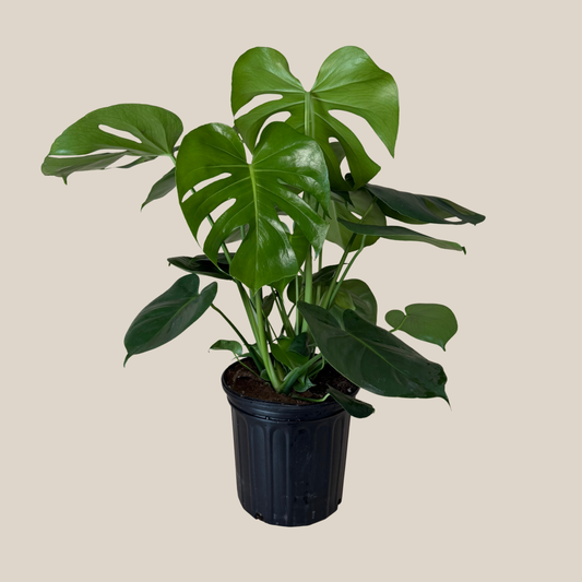 Monstera Deliciosa - 8 Inch Indoor Houseplant -Ship Only