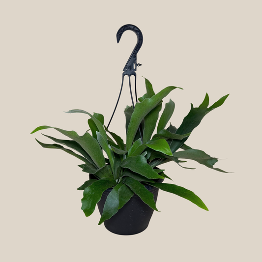 Staghorn Netherlands Fern Hanging Basket (Platycerium Bifurcatum 'Netherlands') - 8 Inch Indoor Houseplant -Ship Only