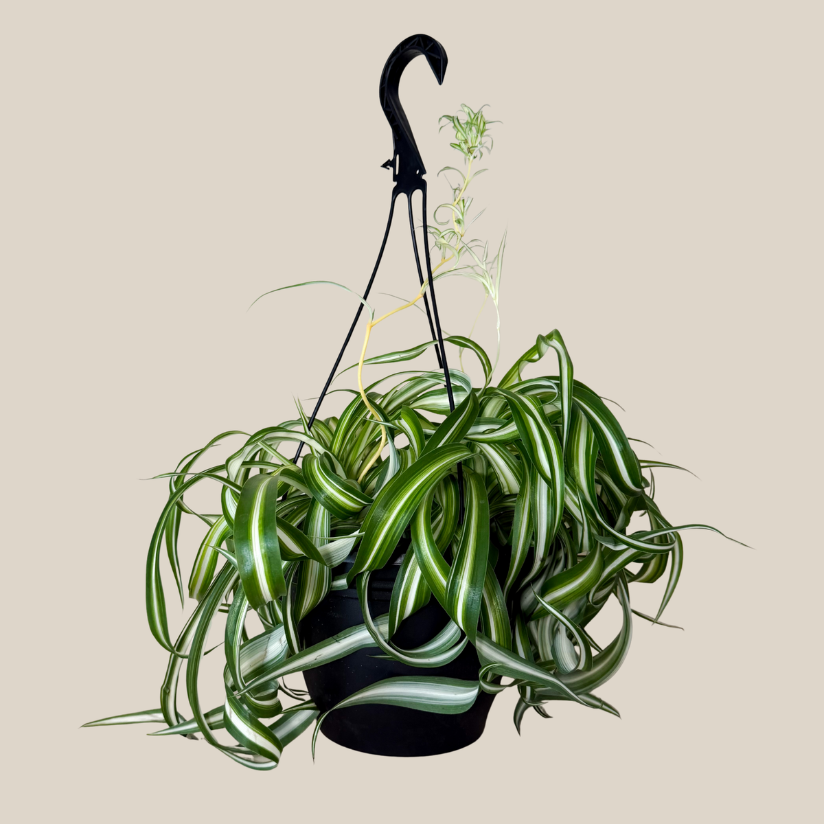 Spider Curly Hanging Basket (Chlorophytum Comosum 'Bonnie') - 8 Inch Indoor Houseplant -Ship Only