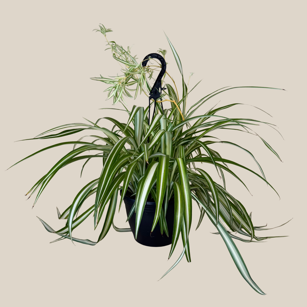 Spider Variegated Hanging Basket (Chlorophytum Comosum 'Vittatum') - 8 Inch Indoor Houseplant -Ship Only